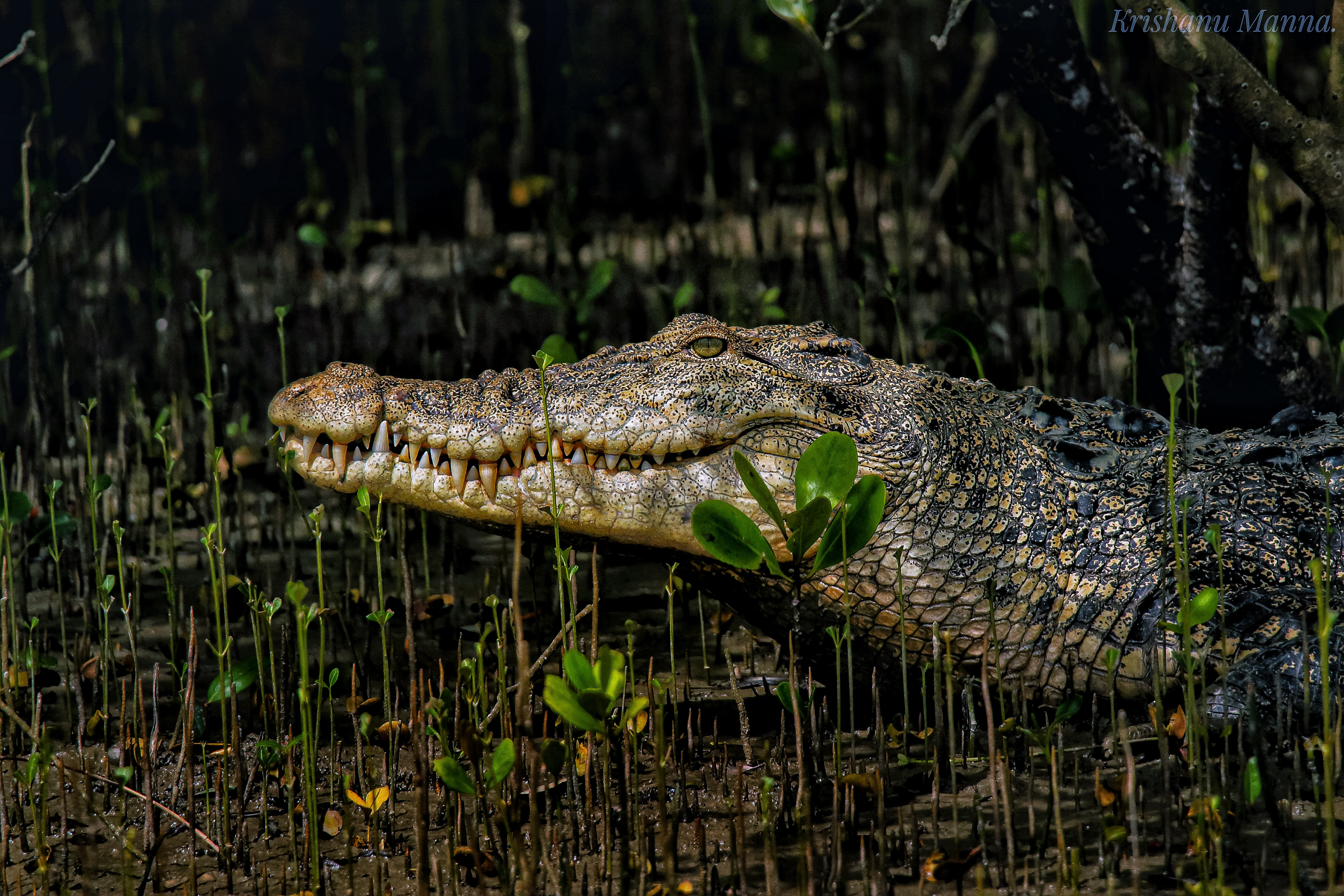 Saltwater crocodile basking