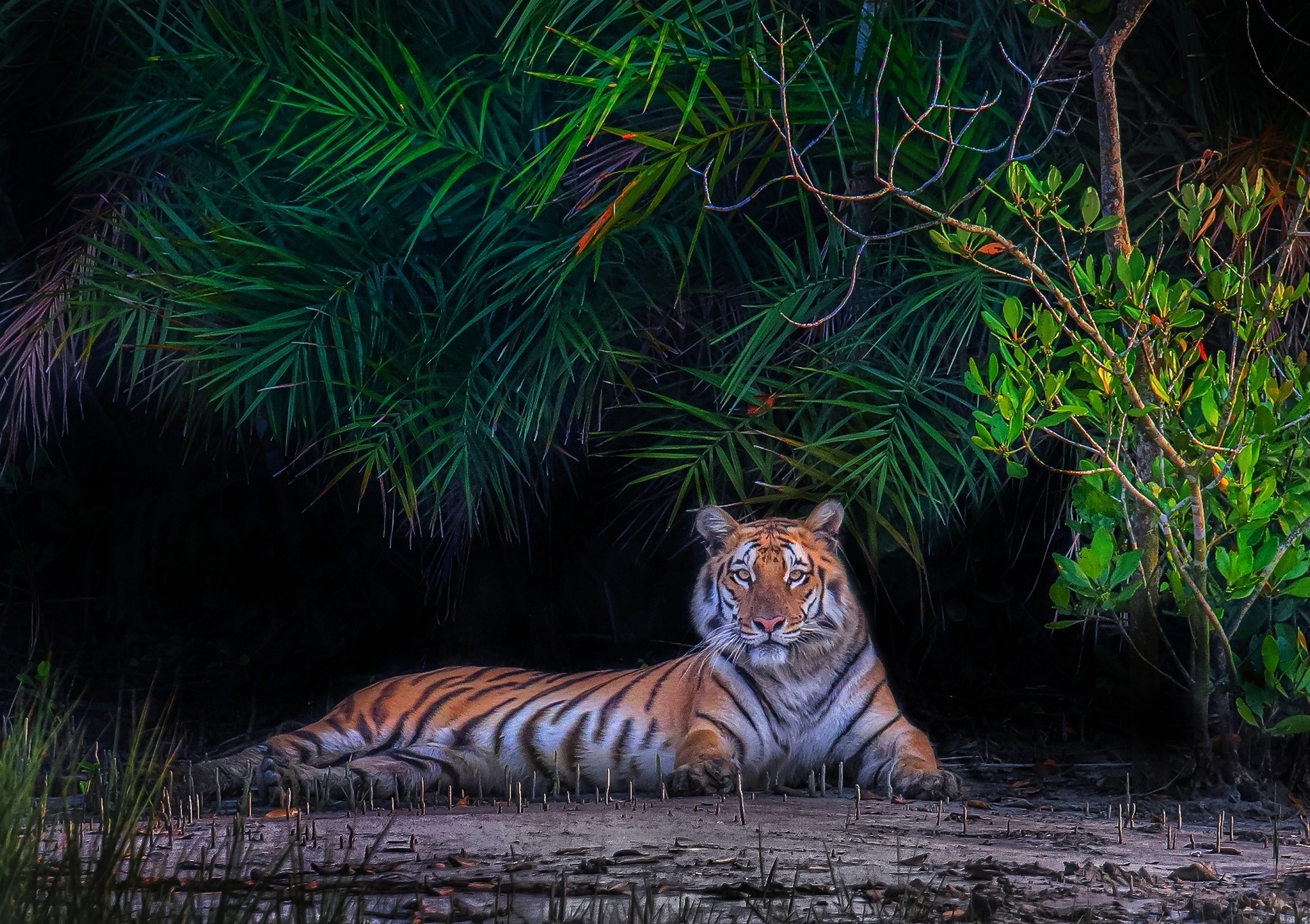 Royal Bengal Tiger